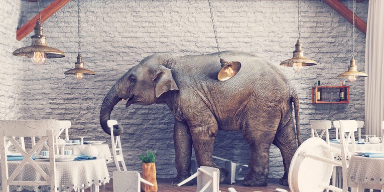 How much acid should you give an elephant? These scientists learned the hard way.