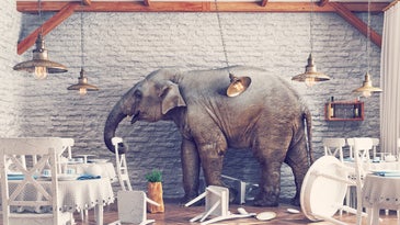 An elephant causing chaos inside a restaurant