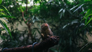 small monkey sitting on a branch looking up and to the right