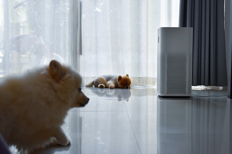 Dogs next to an air purifier