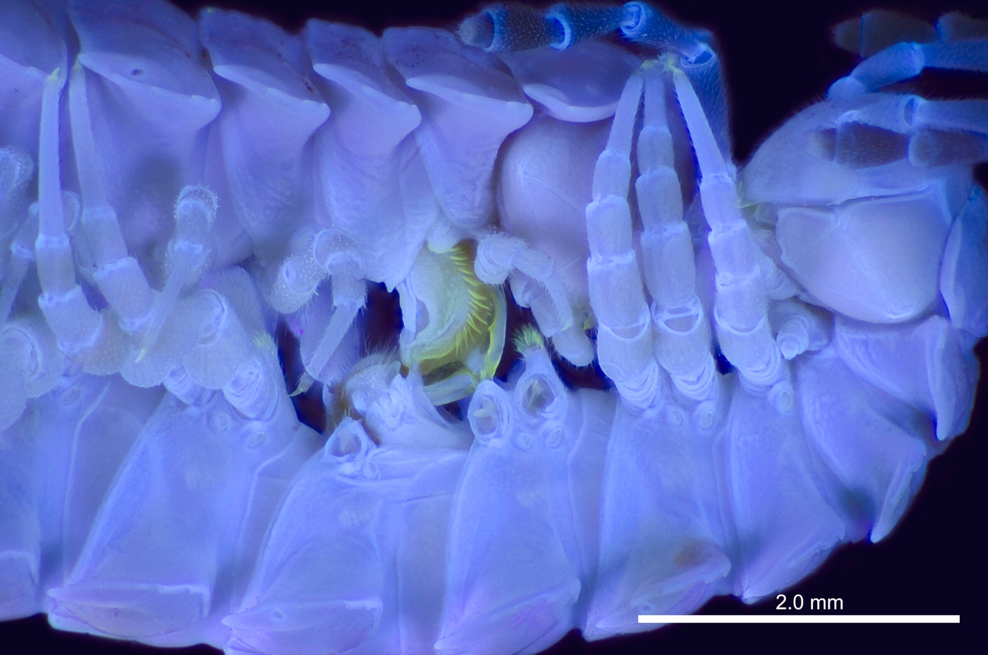 glowing millipedes having sex