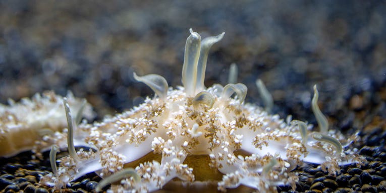 Upside-down jellyfish lob tiny grenades to kill prey