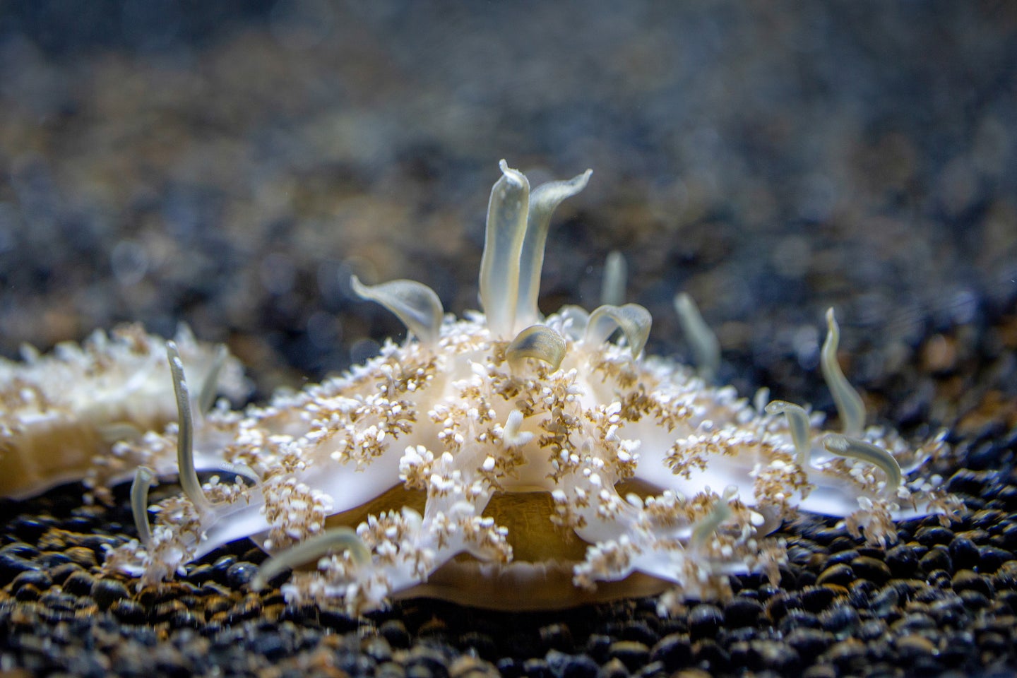 cassiopea jellyfish