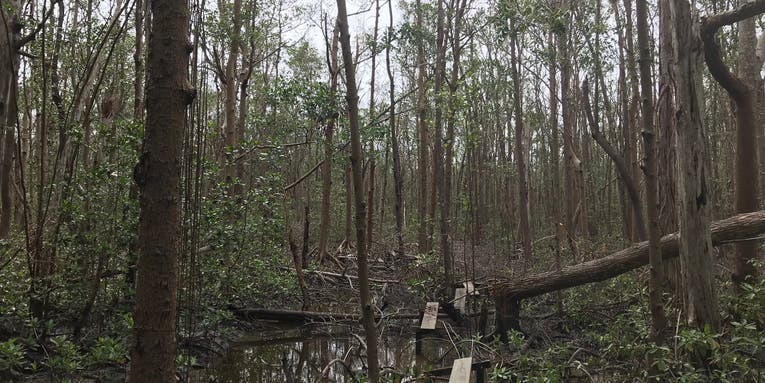 Hurricanes lay waste to mangroves, but they also help them flourish