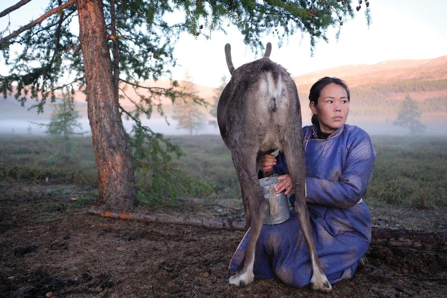 Mongolian woman milking an animal