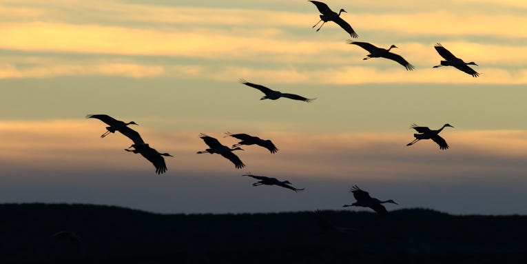 Prehistoric migration could hint at how birds will handle climate change