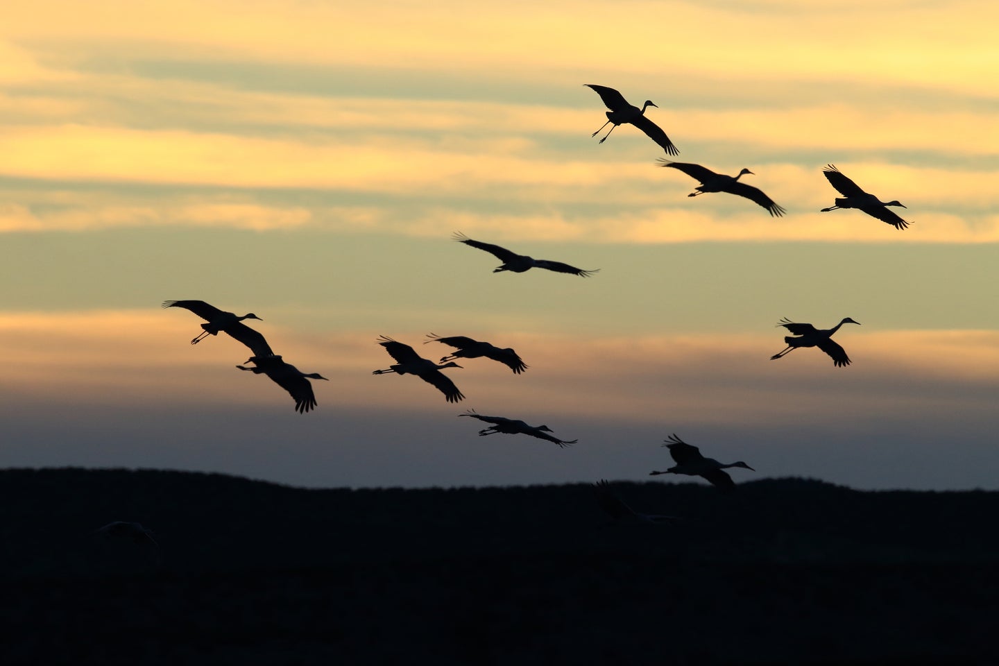 Sandhill cranes fly off from their wintering grounds at Bosque del Apache Wildlife Reserve in New Mexico.
