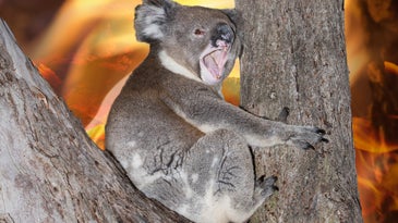 A koala yells out during last month's bushfires in southeastern Australia.
