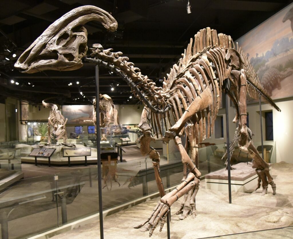 Photograph of Parasaurolophus fossil mount at the Field Museum of Natural History, Chicago, Illinois, 2017