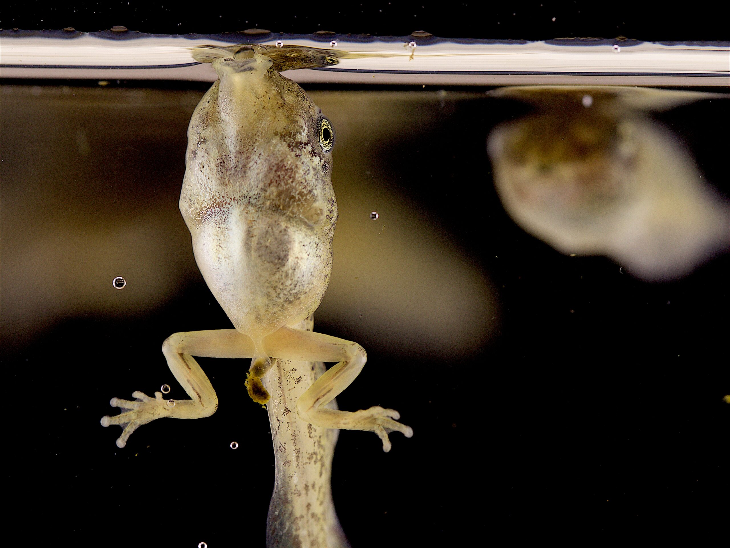 Watch tiny tadpoles breathe by ‘bubble sucking’