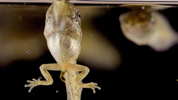 A tadpole of a gray tree frog sucks in a bubble full of oxygen.