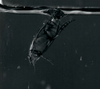 A predacious diving beetle uses its chitinous rear end to pull the surface of the water down and form a bubble.