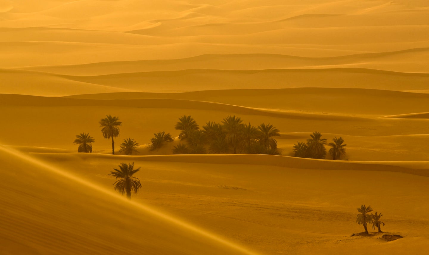 Sahara desert at sunset.