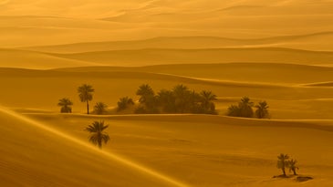 Sahara desert at sunset.