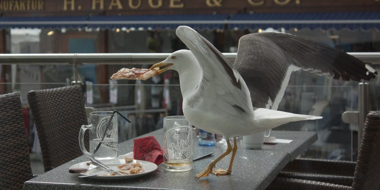 Seagulls hunger for food touched by human hands