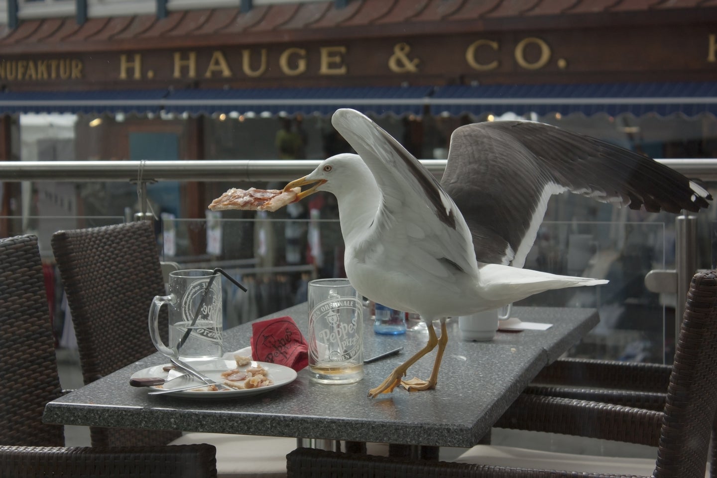 a seagull eating a piece of pizza on a restaurant table