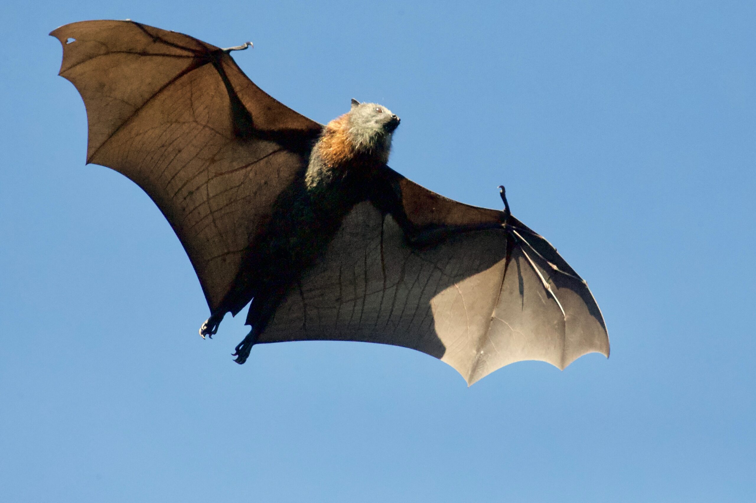 How Hungry Bats Call Dibs On Dinner, And Warn Others to Back Off