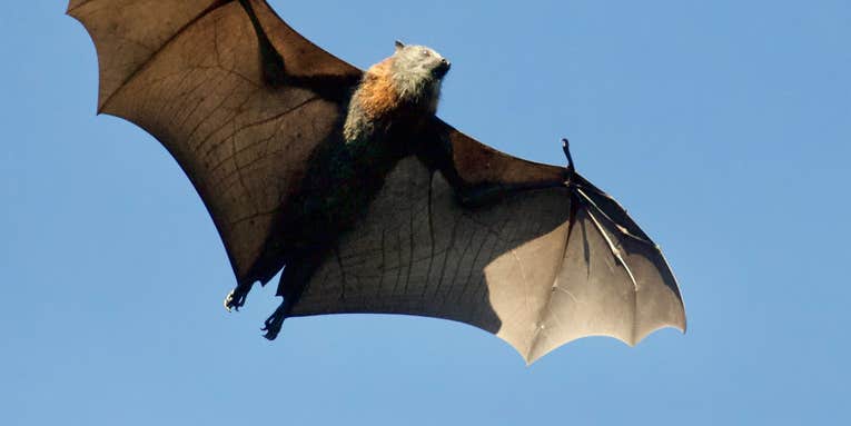 How Hungry Bats Call Dibs On Dinner, And Warn Others to Back Off