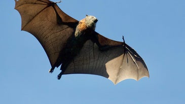Brown bat in flight.