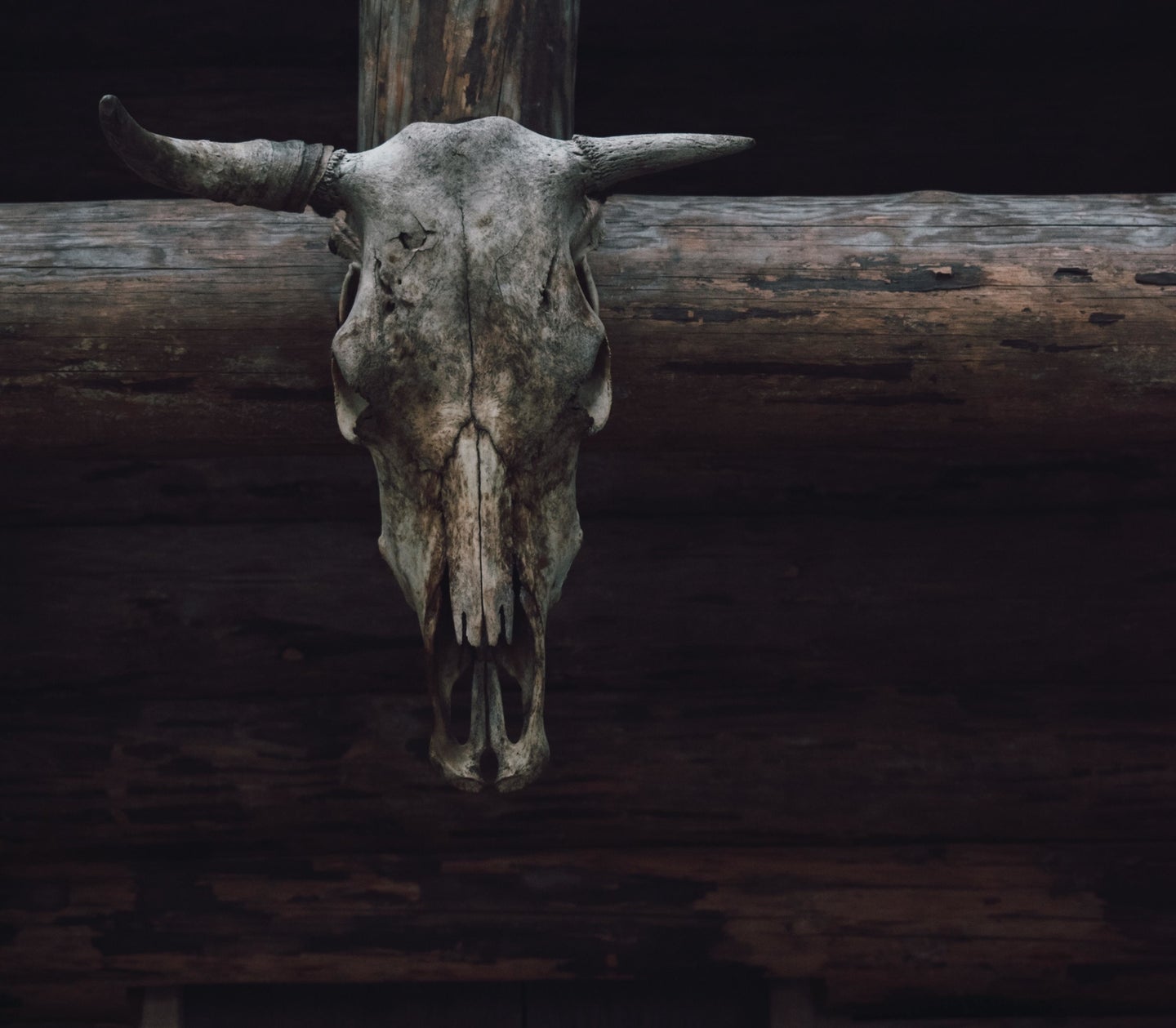 a cattle skull mounted on wood