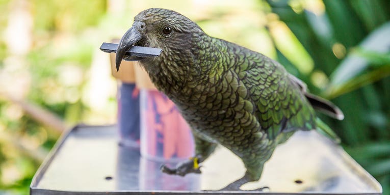 Kea parrots use statistics to get what they want