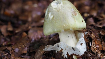 From the death cap to the alcohol inky: seven poisonous mushrooms you definitely don’t want to eat