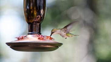 Expert-approved ways to feed all your favorite birds