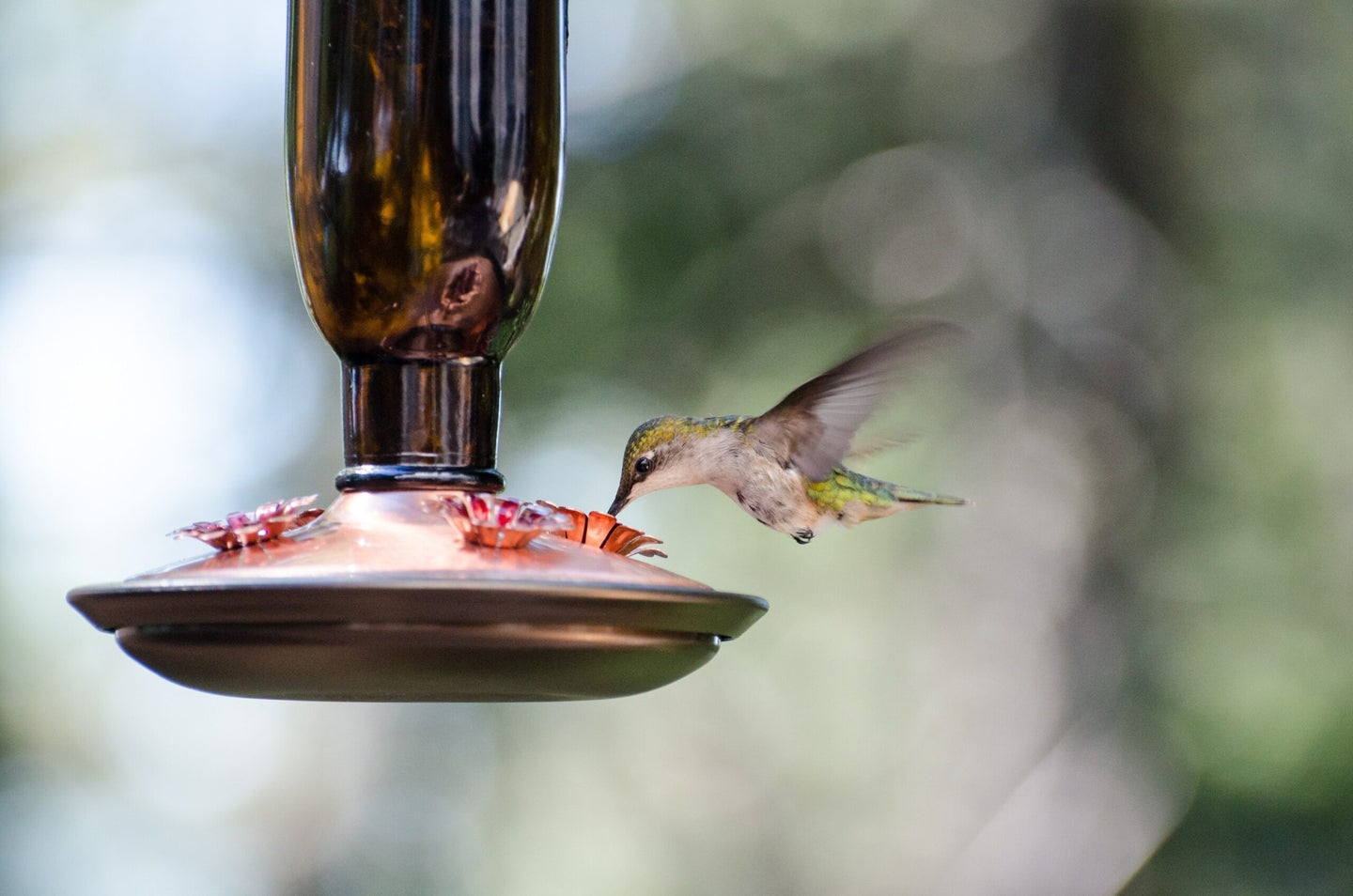 A ruby-throated hummingbird dips into a nectar feeder.