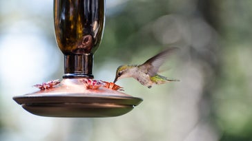 A ruby-throated hummingbird dips into a nectar feeder.