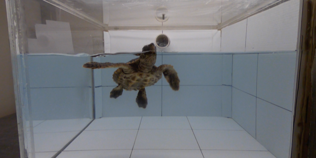 Sea turtles think old ocean plastic smells delicious