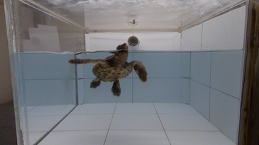 sea turtle in tank