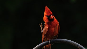 a Northern cardinal on a metal bar outside