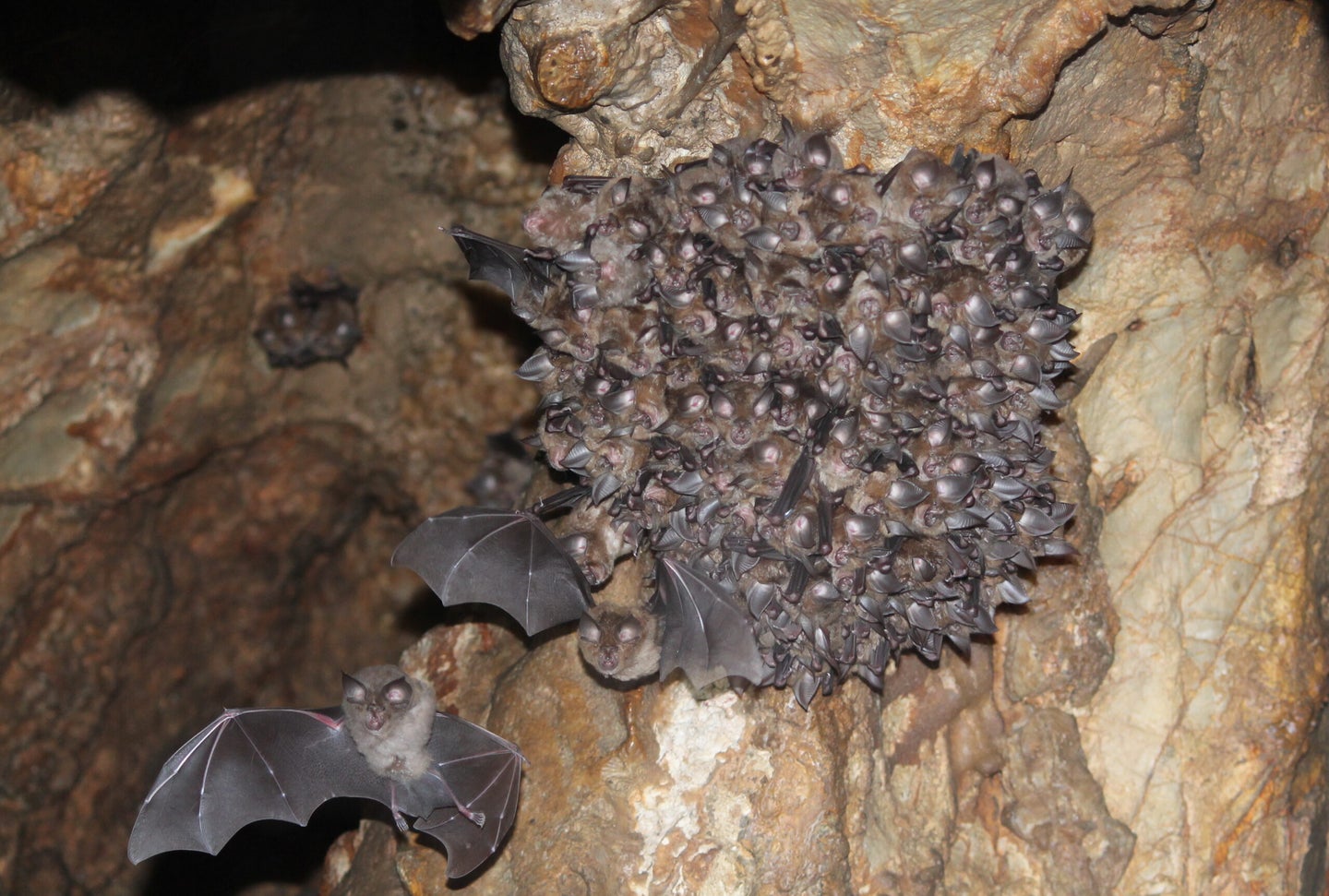 bats in a cave