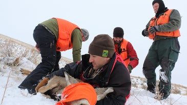 GPS collars help wildlife researchers answer important questions