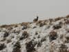A mule deer doe running away after recieving a GPS collar.