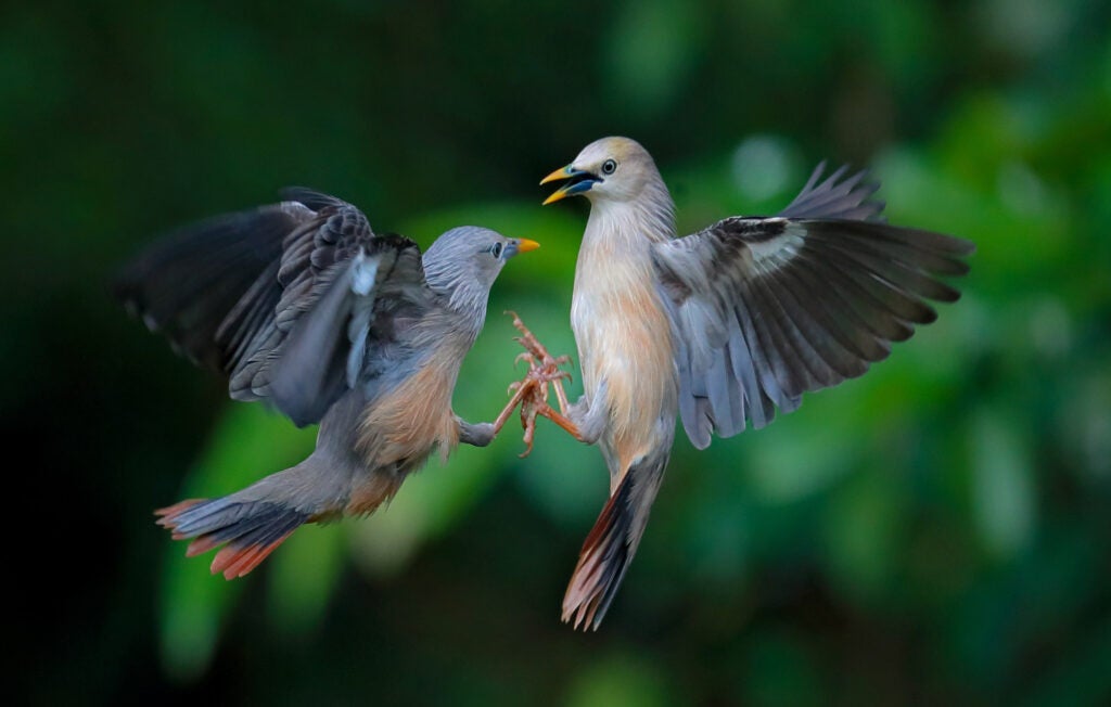 Suranjan Mukherjee -Two chestnut-tailed starlings brawl over territory