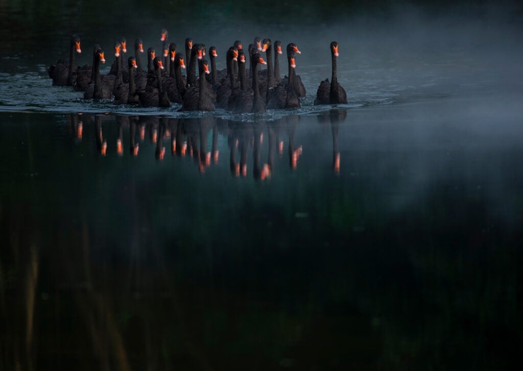 Kuang Zhen - black swans
