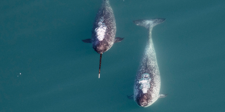 The narwhal’s giant unicorn horn might help them find mates