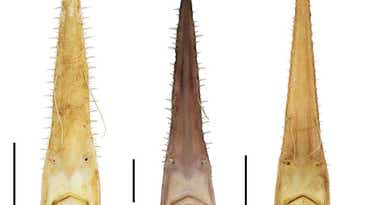 Scientists discovered new shark species with chainsaw-like noses