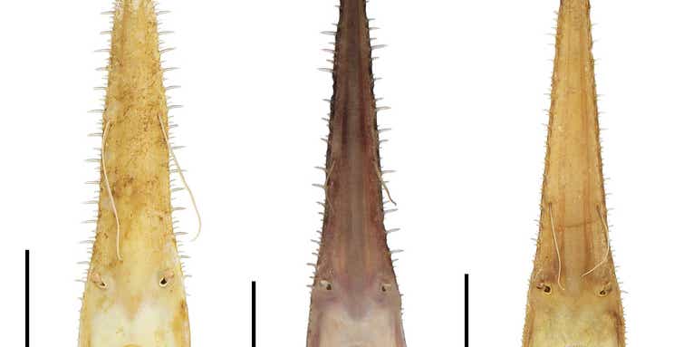Scientists discovered new shark species with chainsaw-like noses