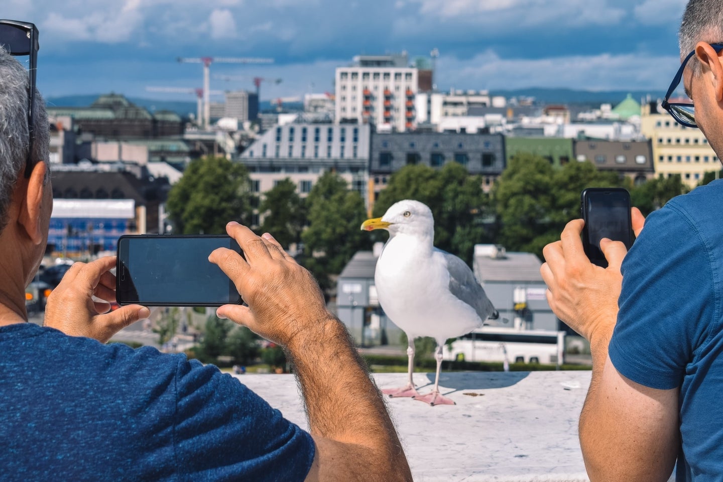 Two tourists using their phones to photograph a gull in front of a city skyline