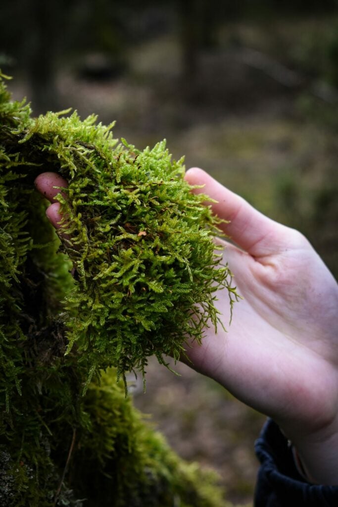 A handful of soft moss.
