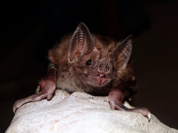 Vampire bat