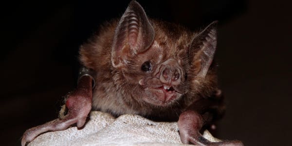 Vampire bats know the true meaning of friendship—sharing slurps of blood