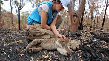 Dogs and scientists team up to save burnt, starving koalas