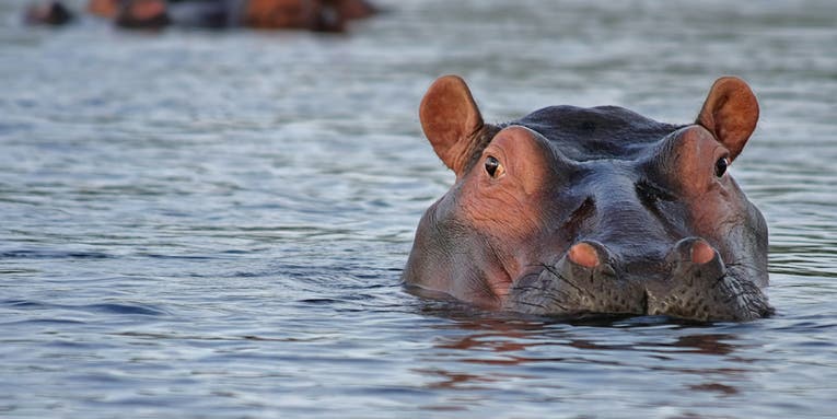Pablo Escobar’s invasive hippos could actually be good for the environment