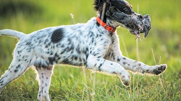 English setter puppy works on basic retrieving with a pigeon.