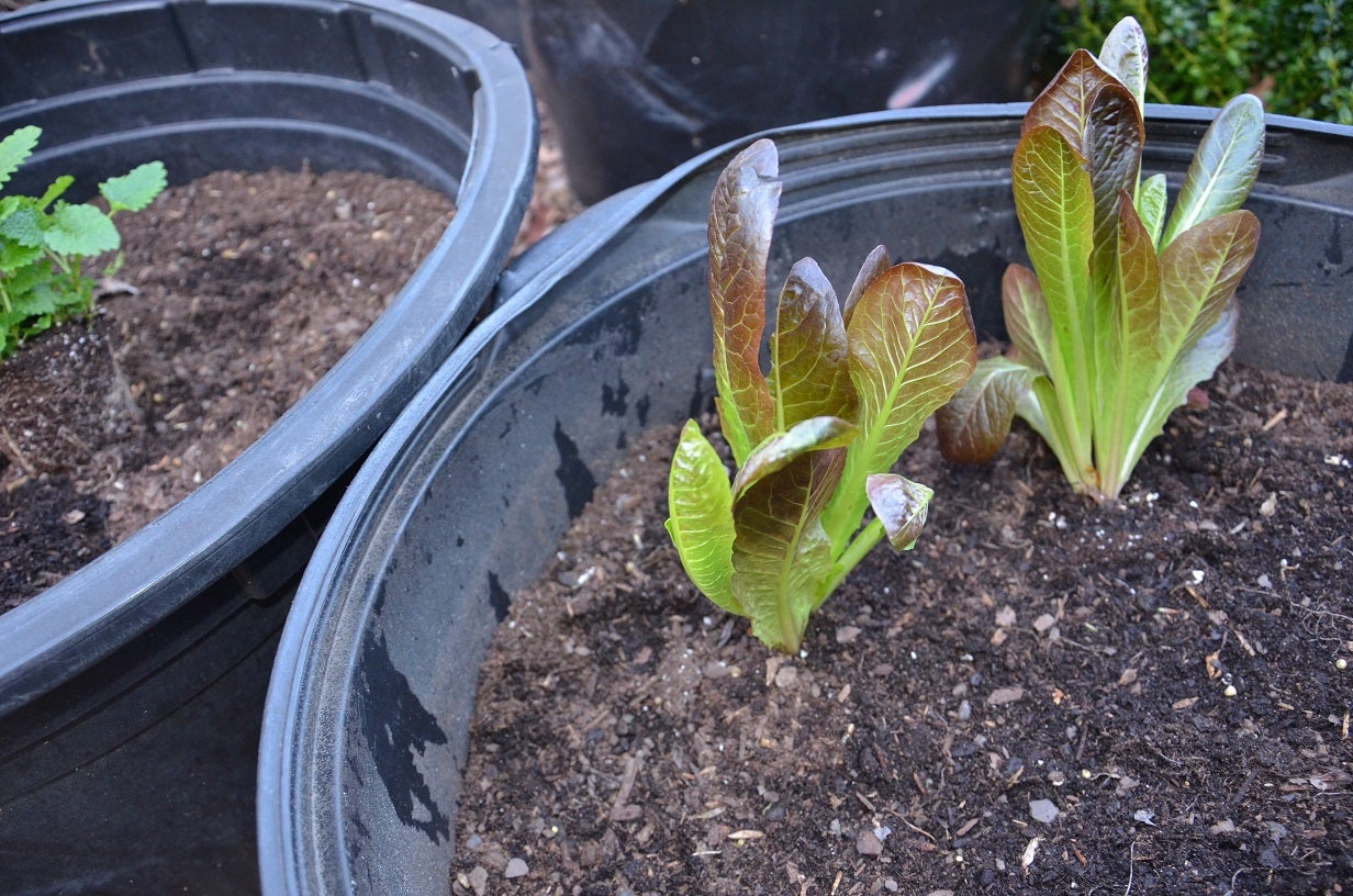 garden lettuce growning in a pot.