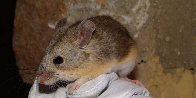 Meet the highest mouse on Earth