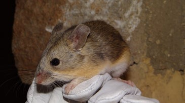 Yellow-rumped leaf-eared mouse.